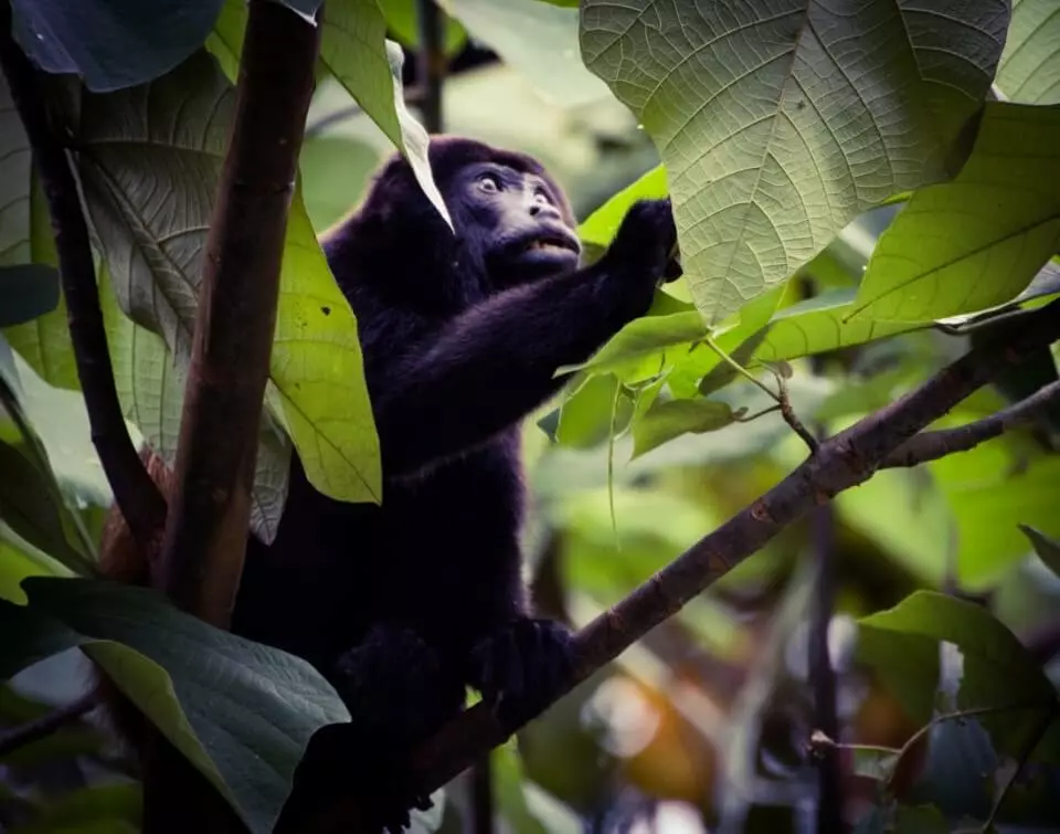 Mantled howler monkey, known locally as a mono congo, in the forest canopy of Costa Rica